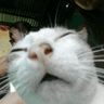 storeAvatar