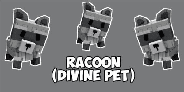 Gambar Product Raccoon
