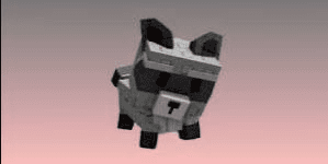 Gambar Product RACCOON (random age and kg)