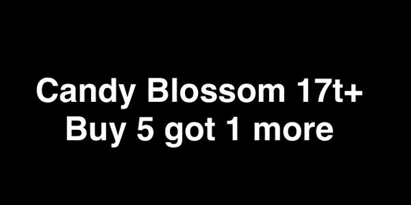 Gambar Product Candy Blossom 210b coins