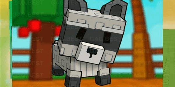 Gambar Product Raccoon | No dupe | Always Ready | Fast Delivery