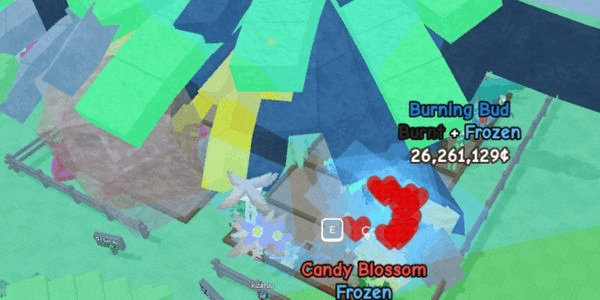Gambar Product AKUN 1 CANDY BLOSSOM + 2 BONE BLOSSOM + 3 SUN FLOWER