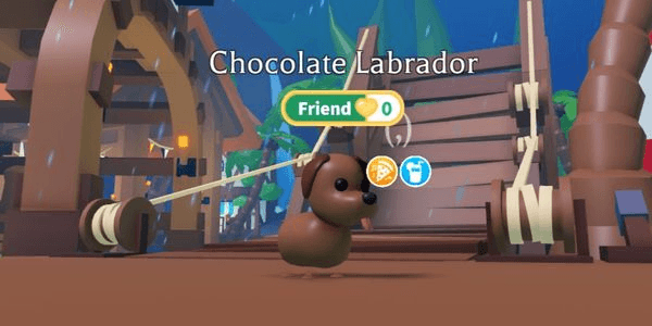 Gambar Product Chocolate Labrador