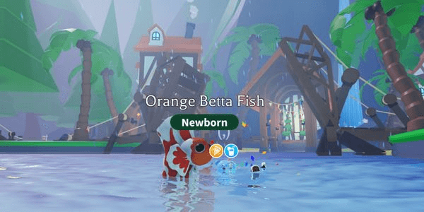 Gambar Product Orange Betta Fish