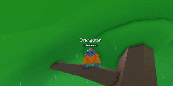 Gambar Product Orangutan