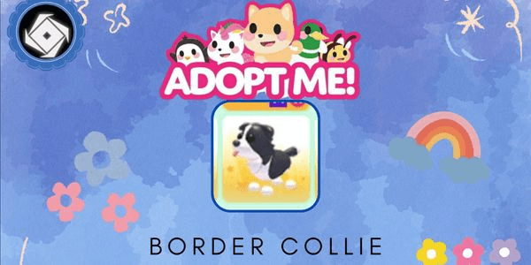 Gambar Product Border Collie