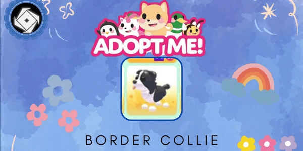 Border Collie