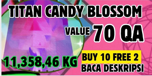 Gambar Product CANDY BLOSSOM | BIG FRUIT