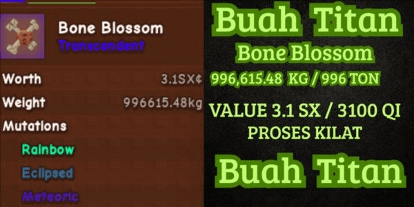 Gambar Product Titan Bone Blossom Fruit - Grow A Garden