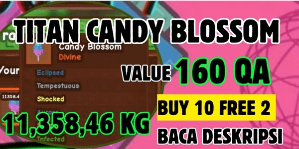 Gambar Product CANDY BLOSSOM | BIG FRUIT