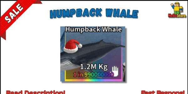 Gambar Product Humpback Whale (Boss Fish) | Spear Fishing