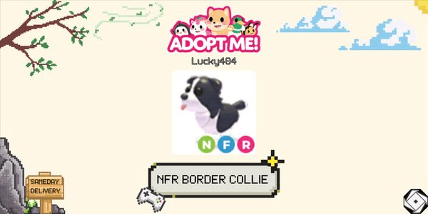 Gambar Product Border Collie