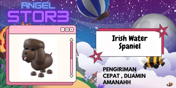 Irish Water Spaniel