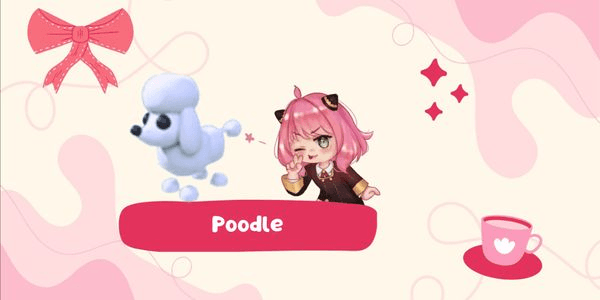 Gambar Product Poodle