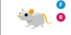 Gambar Product Golden Rat FR
