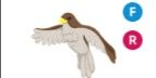 Gambar Product Hawk FR