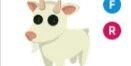 Gambar Product Goat FR