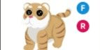 Gambar Product Lunar Gold Tiger FR