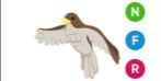 Gambar Product Hawk NFR
