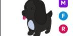 Gambar Product Royal Palace Spaniel MFR