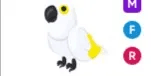 White Amazon MFR
