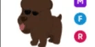 Irish Water Spaniel MFR