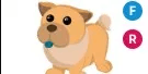 Tan Chow-Chow FR