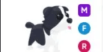 Border Collie MFR