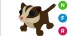 Sugar Glider NFR