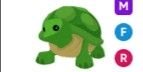 Gambar Product Turtle MFR
