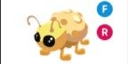Gambar Product Golden Ladybug FR