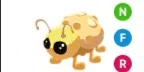 Golden Ladybug NFR