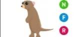 Meerkat NFR