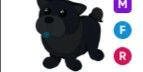 Gambar Product Black Chow-Chow MFR