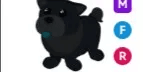 Black Chow-Chow MFR