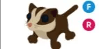 Sugar Glider FR