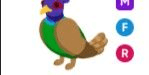 Gambar Product Green-Chested Pheasant MFR