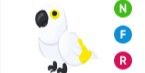 Gambar Product White Amazon NFR