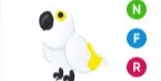 White Amazon NFR