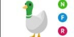 Gambar Product Silly Duck NFR