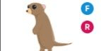 Gambar Product Meerkat FR