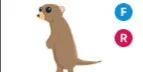 Meerkat FR