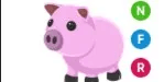 Pig NFR