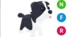 Border Collie NFR