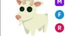 Gambar Product Goat MFR