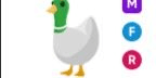 Gambar Product Silly Duck MFR