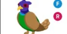 Green-Chested Pheasant FR