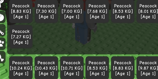 Gambar Product Titan Peacock