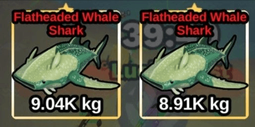 Gambar Product Flatheaded Whale Shark