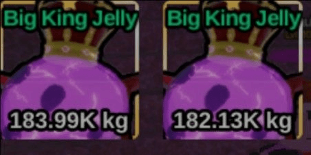 Gambar Product Big Jelly King